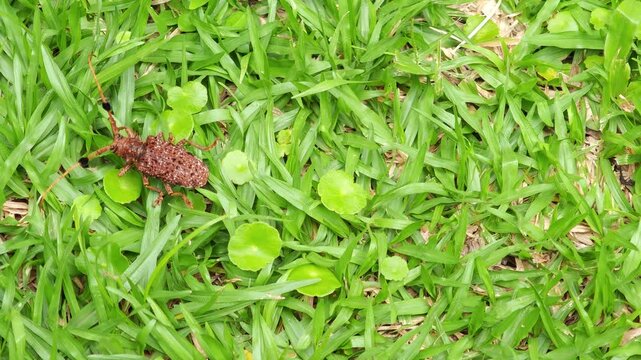 Monochamus longhorn beetle on grass