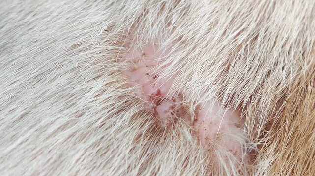 Dog with skin wounds caused by a dog bite