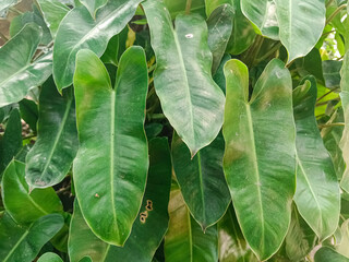 Vibrant Heart-Shaped Philodendron © Rizky