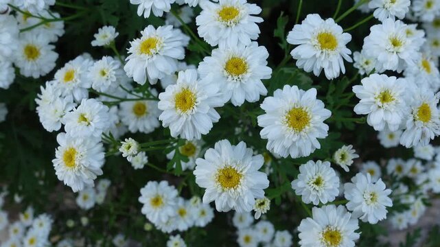 Top view natural background of white feverfew flowers gently swaying in the wind