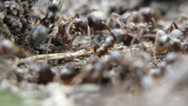 Small black ants Lasius niger working on granular textured ground dirt, macro, soft light. Tiny world and intricacy.