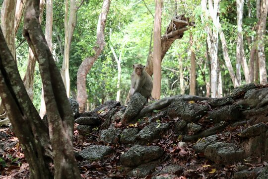 Wild Macaque Monkey Sitting Alert on Ancient Stone Ruins Wall in Green Jungle Forest at Sambor Prei Kuk Prasat Sambour Cambodia