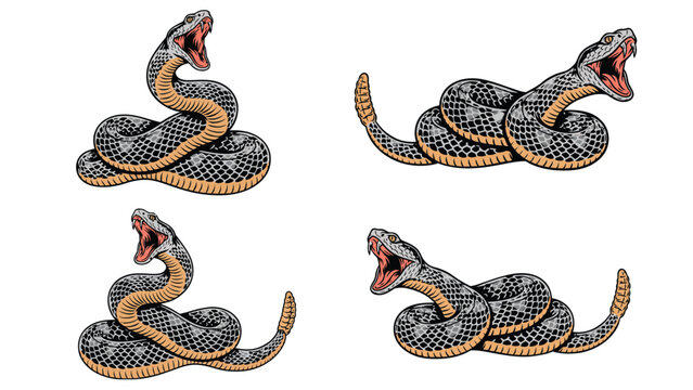 Coiled rattlesnake vector set with open mouth striking poses