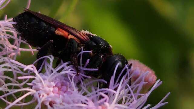 Indian Gian Bee Collecting Nectar from Wildflowers, Macro Close Up of Solitary Pollinator, Tropical Wildlife, Natural Habitat
