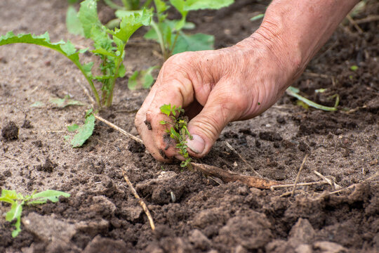 Farmer hands pulling weeds from soil in agricultural field