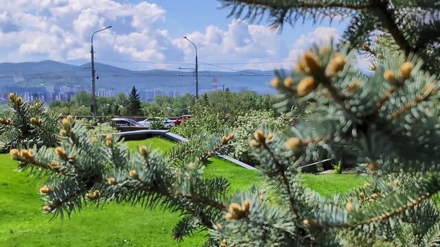Green pine tree branches with young cones in the foreground, set against a backdrop of a vibrant green park, city buildings, and distant blue mountains beneath a partly cloudy sky.