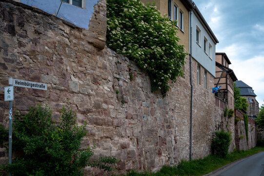 Elderberry shrub on medieval town wall in Kahla &ndash; Thuringia, Germany