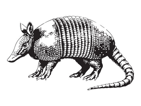 Detailed Black and White Armadillo Illustration in Etching Style
