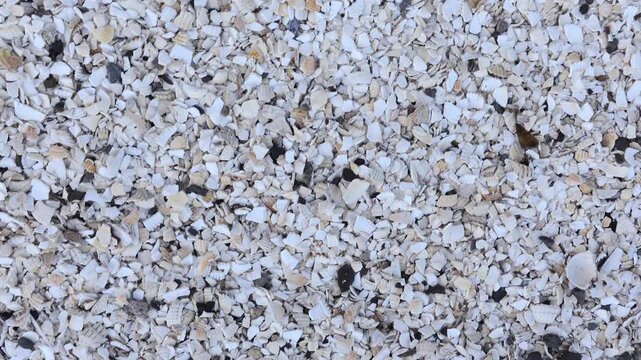 Panning shot forming a dense natural background of crushed white seashells and shell fragments on a beach