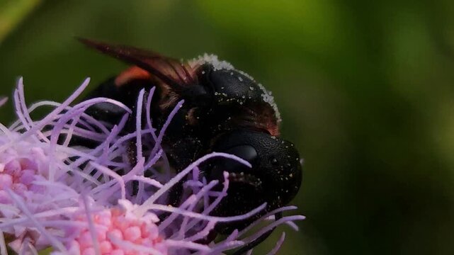 Indian Gian Bee Collecting Nectar from Wildflowers, Macro Close Up of Solitary Pollinator, Tropical Wildlife, Natural Habitat