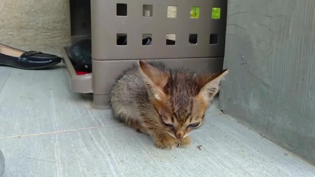 pity cat