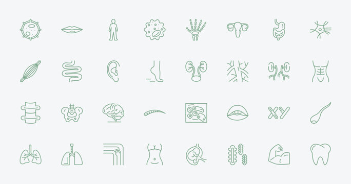 outline human body parts icons set - big cellule, thin lips, two kidneys, masculine chromosomes. editable vector for web and mobile ui