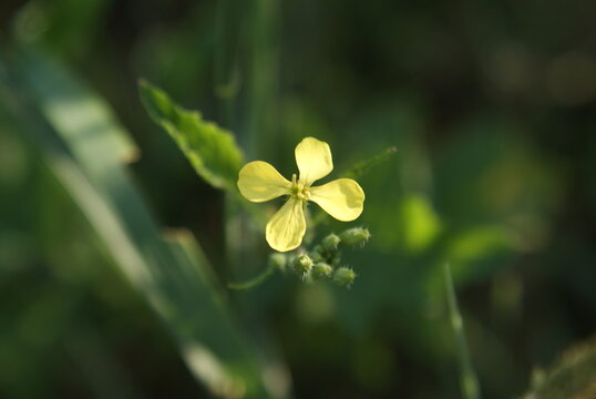 Macro shot of a yellow wild radish flower with soft green background (Bliskie ujęcie ż&oacute;łtego kwiatu rzodkwi świrzepy z miękkim zielonym tłem).