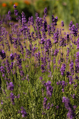 Obraz premium Beautiful purple lavender flowers blooming in a sunny garden. Close-up of lavender bush in summer field. Wellness, aromatherapy, and provence concept.