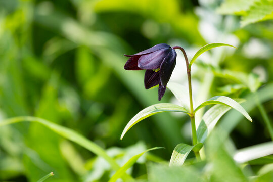 A close-up of a Fritillaria camschatcensis plant. Kunashir, Russia.