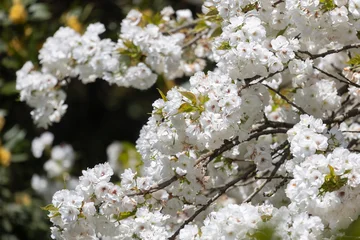 Blossoming Oriental cherry sakura with white flowers close up © Shchipkova Elena
