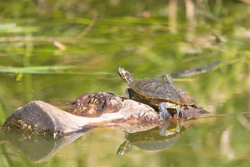 Red-eared slider turtle basks in the sun by a pond © Shchipkova Elena