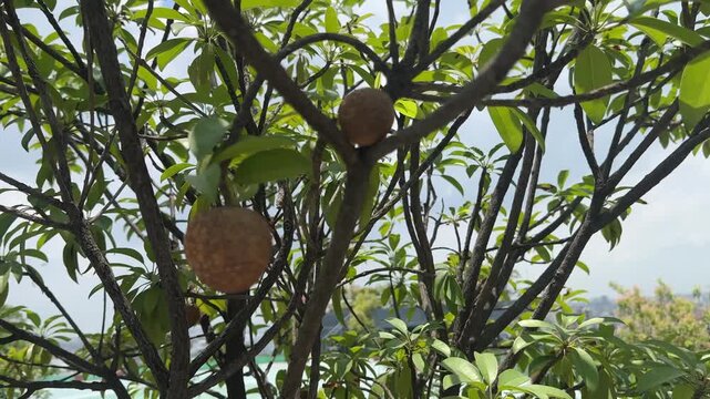 Sapodilla Fruits Growing on Tree Branch in Natural Garden Under Sunlight