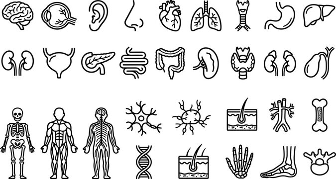 Human anatomy line icons set black and white medical illustrations