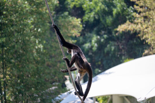 An agile spider monkey climbs a thick rope with its long limbs, showcasing its natural agility and strength at the Guadalajara Zoo. The scene captures the primate in motion against a lush green backgr