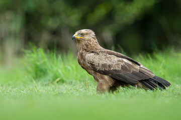 Fototapeta premium Lesser Spotted Eagle Portrait