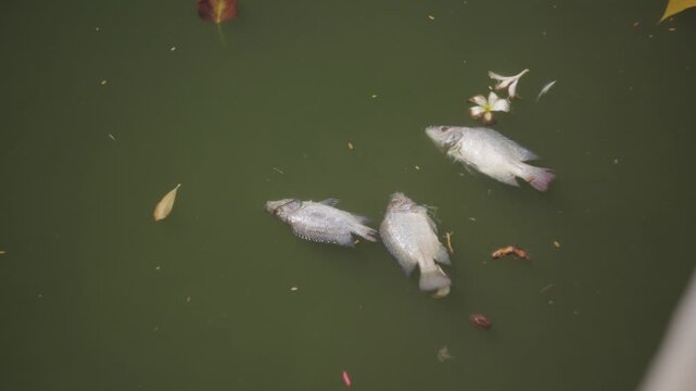 Dead Fish Floating on Pond Water
