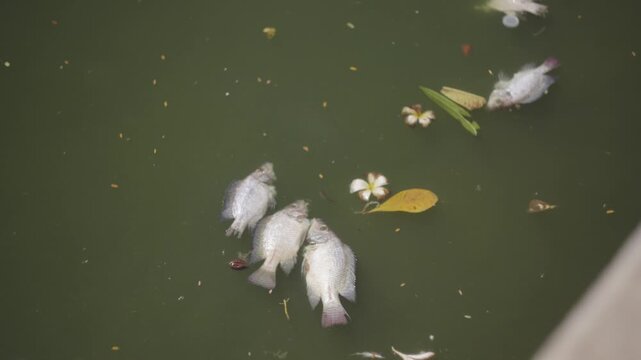 Dead Fish Floating on Green Pond Water
