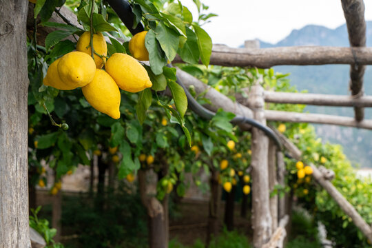 Sfusato Amalfitano lemons hanging in pergola lemon grove on the Amalfi Coast, Italy
