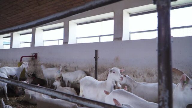 Goat Herd Resting Inside Modern Farm Barn