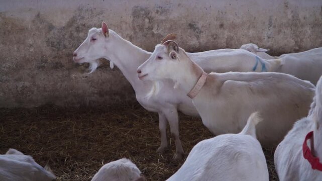 Goat Herd Resting Inside Modern Farm Barn