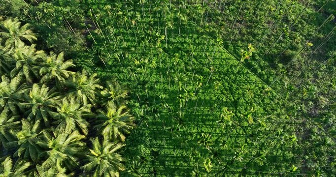 Aerial footage of king coconut fruits grow on tree