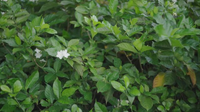 White Tropical Flowers Among Green Leaves
