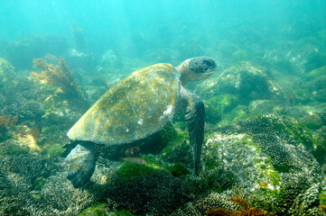 Green sea turtle along a reef off the coast of Hawaii © willtu