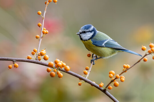 Eurasian Blue Tit Among Sea Buckthorn Berries