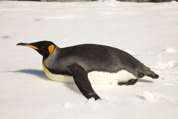 King penguin belly sliding on snow on South Georgia Island © willtu