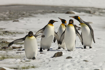 Obraz premium A group of king penguins on the snow along a slushy river on South Georgia Island
