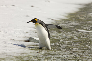 Obraz premium King penguin walking out of a slushy river on South Georgia Island