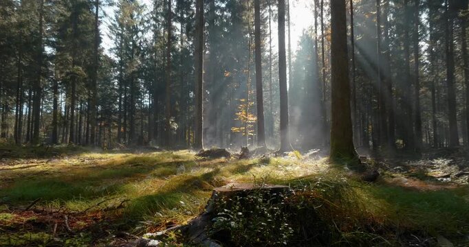 Mystische und cinematische Drohnenaufnahmen eines Waldes mit hohen B&auml;umen, Sonnenstrahlen, Lichtnebel, moosigem Waldboden und ruhiger Naturstimmung in atmosph&auml;rischer Waldlandschaft