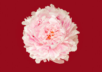 A close-up of a pink peony on a red background. Summer background. Art, creative © olgakudryashova