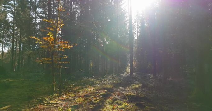 Mystische und cinematische Drohnenaufnahmen eines Waldes mit hohen B&auml;umen, Sonnenstrahlen, Lichtnebel, moosigem Waldboden und ruhiger Naturstimmung in atmosph&auml;rischer Waldlandschaft
