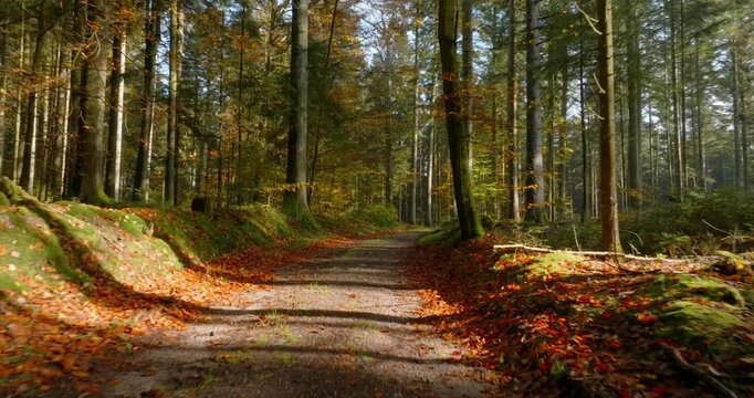 Mystische und cinematische Drohnenaufnahmen eines Waldes mit hohen B&auml;umen, Sonnenstrahlen, Lichtnebel, moosigem Waldboden und ruhiger Naturstimmung in atmosph&auml;rischer Waldlandschaft