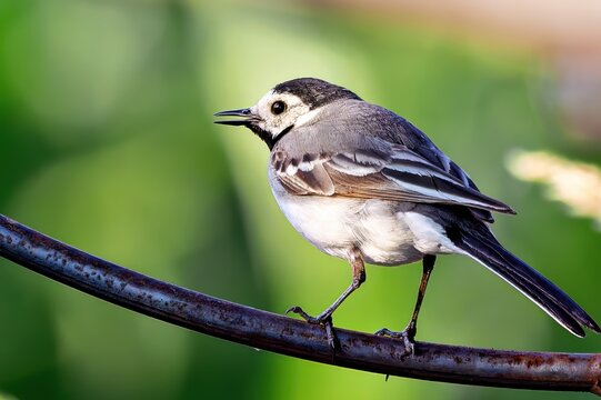 White Wagtail on Branch