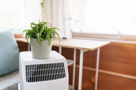 Indoor potted plant on a mobile AC unit illustrating relief from scorching summer heat