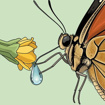 Butterfly feeding on flower nectar with proboscis