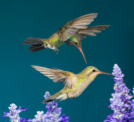 Fototapeta premium Male broad-billed hummingbird attempts to chase away a competitor