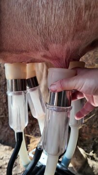 Close-up footage of a clean cow udder during machine milking on a dairy farm. Milking machine teat cups with rubber liners compress rhythmically while milk flows through the system. A human hand