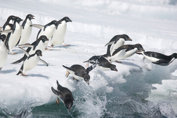 Adelie penguins leaping off an iceberg near Antarctica © willtu