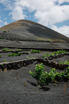 Vines in black volcanic ash behind stone walls, Lanzarote