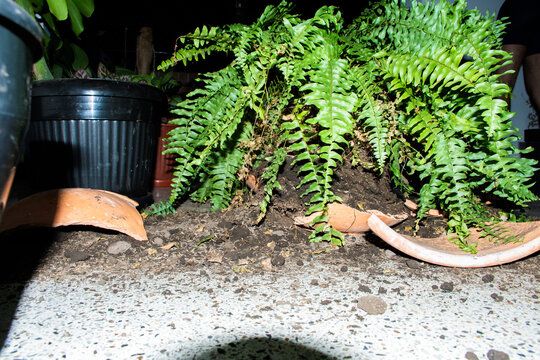 Broken Terracotta Pot With Boston Fern on Living Room Floor
