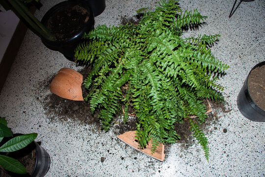 Broken Terracotta Pot With Boston Fern on Living Room Floor